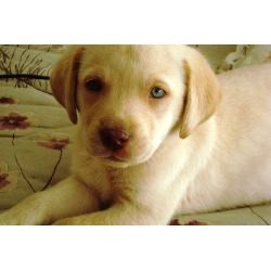 eya es hermosa estoy enamorada de my cachorra. eya es hermosa estoy enamorada de my cachorra.